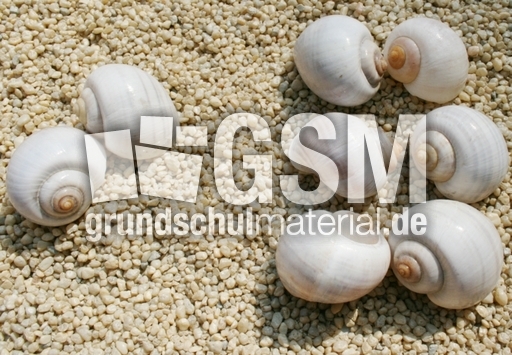 Schneckenhäuser-2+5.jpg